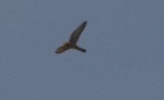 Falco tinnunculus