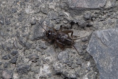 Modicogryllus