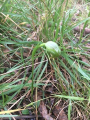 Pterostylis nutans