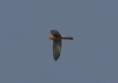 Falco tinnunculus