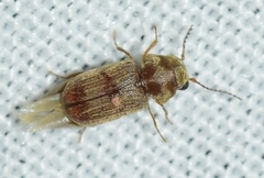 Xyletinus bucephalus