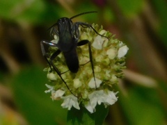 Pompilidae