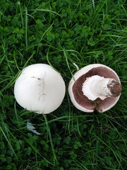 Agaricus arvensis