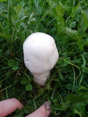 Agaricus arvensis