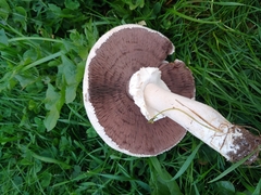 Agaricus arvensis