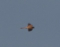 Falco tinnunculus