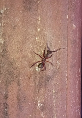 Dolichoderus attelaboides