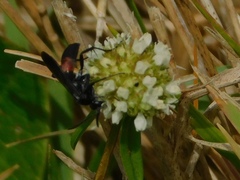 Pompilidae