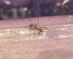 Dolichoderus attelaboides