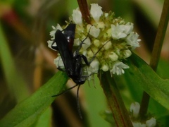 Pompilidae