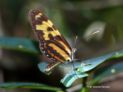 Mechanitis menapis occasiva