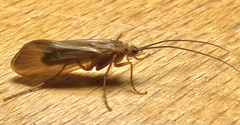 Anabolia