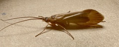 Anabolia