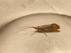 Anabolia