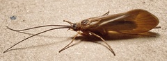 Anabolia