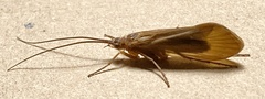 Anabolia