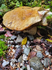 Suillus pseudobrevipes