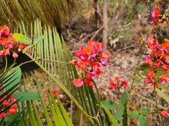 Kennedia coccinea