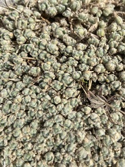 Draba oligosperma