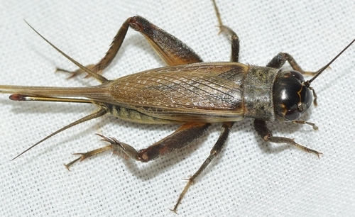 Verge Cricket, photo 3 of 10