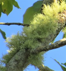 Usnea barbata