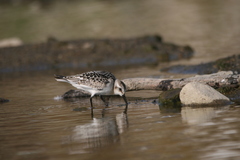 Calidris alba