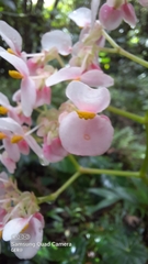 Begonia urophylla
