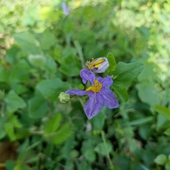 Solanum trilobatum