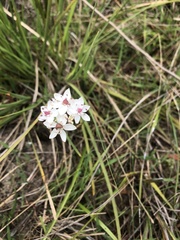 Burchardia umbellata