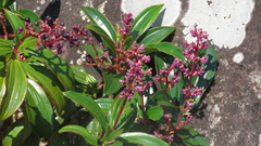 Miconia ciliata