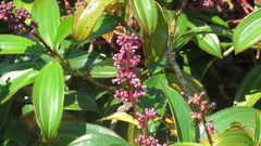 Miconia ciliata