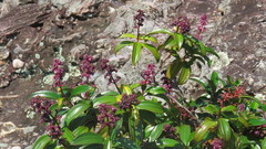 Miconia ciliata