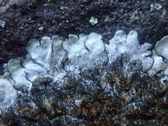 Xanthoparmelia murina