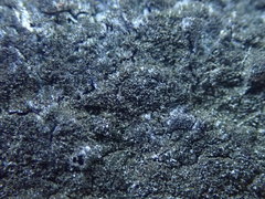 Xanthoparmelia murina