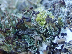 Cladonia enantia