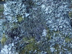 Cladonia enantia