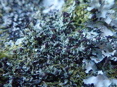 Cladonia enantia