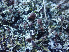 Cladonia enantia