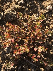 Euphorbia serpens
