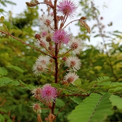 Mimosa rubicaulis