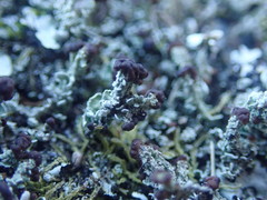 Cladonia enantia