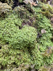 Metzgeria crassipilis