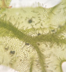 Metzgeria crassipilis