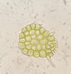 Metzgeria crassipilis