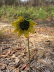 Berlandiera subacaulis