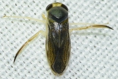 Sigara lateralis