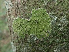 Coenogonium fruticulosum