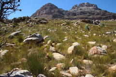 Tritoniopsis nervosa