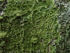 Coenogonium fruticulosum