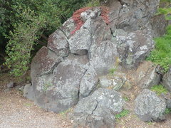 Xanthoparmelia murina